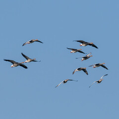 A Flock of Greylag Geese flying Across the Sky