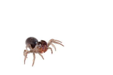 Purse web spider (Atypus affinis) on white background, Italy.