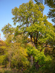 autumn in the park