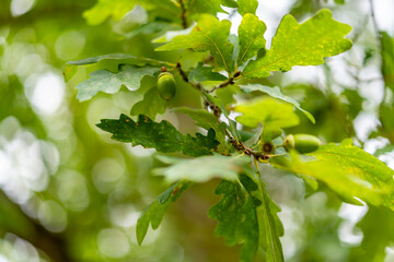 Acorn in Oak Tree, Green Pattern Background - Close up