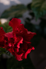 red rose flower