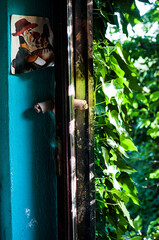 planta, vegetacion natural, fondo verde