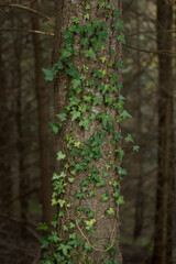 Climbing fig. Ivy growing over the tree trunk. Deep green colors.