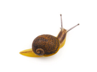Snail isolated on white background