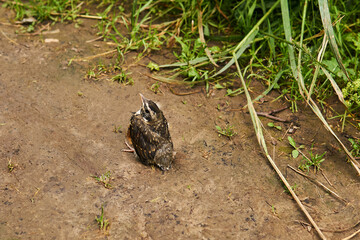 fledgling robin sitting on a path