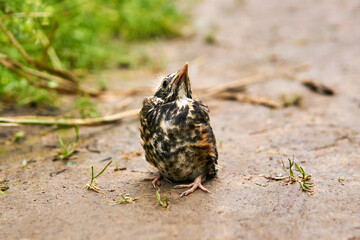 fledgling robin sitting on a path