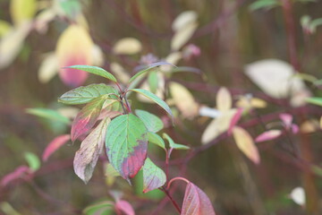 Autumn like colored detail of leafs of a bush standing inside a garden