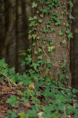 Climbing fig. Ivy growing over the tree trunk. Deep green colors.