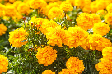 Yellow flowers of marigold decarternum in a flower bed.