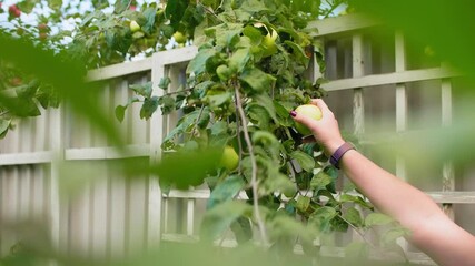 Woman's hand grabbs green apple hanging on tree branch. Garden on backyard and slow motion. - Powered by Adobe