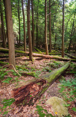 Cook Forest State Park