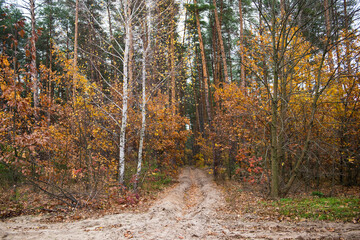 autumn in the forest
