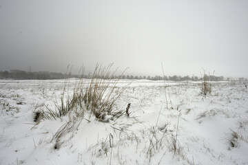 Winter landscape with bushes, grass and snow-covered meadows
