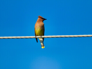 Cedar waxwing bird perched on an electrical wire with head turned to the left on a beautiful summer day with a bright blue sky in the background