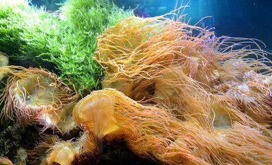 Bubble anemones (Entacmaea quadricolor) in an aquarium