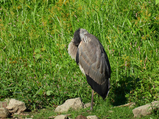 Great blue heron bird grooming itself on the bank of a lake with its head hiding within its breast and wings on a  warm summer and sun-filled day