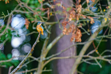 Eisvogel