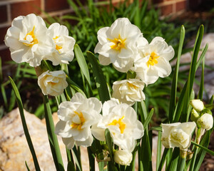 Obraz premium Flower Farm
