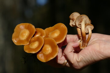 Kuehneromyces mutabilis (pholiota mutabilis), commonly known as the sheathed woodtuft, is an edible mushroom that grows in clumps on tree stumps or other dead wood, forest near Wedemark Resse, Germany