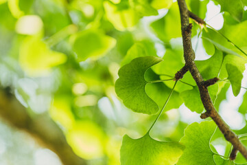 Close-up brightly wet green leaves of Ginkgo tree (Ginkgo biloba), known as ginkgo or gingko in...