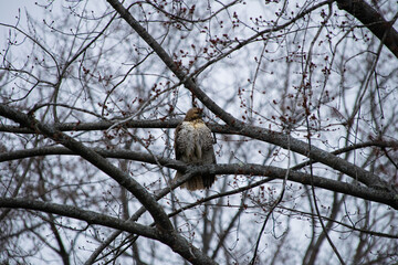 hawk watching over