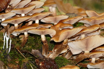 Kuehneromyces mutabilis (pholiota mutabilis), commonly known as the sheathed woodtuft, is an edible mushroom that grows in clumps on tree stumps or other dead wood, forest near Wedemark Resse, Germany