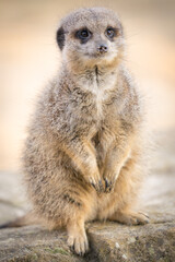 A Meerkat Sitting On A Rock Looking Around