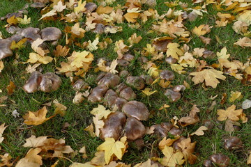 Tricholoma is a genus of fungus that contains many fairly fleshy white-spored gilled mushrooms. Here a fairy ring, also known as fairy circle, elf circle is a naturally occurring ring of mushrooms.