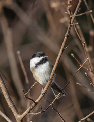 Little Black-capped Chickadee ( Poecile atricapillus)  on a woody shrub in November in Algonquin Park
