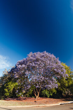 Blue Jacaranda