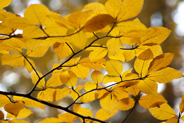 Naklejka na ściany i meble Yellow and orange leaves over the blue sky during the autumn time. Cloudy peaceful blue sky. 