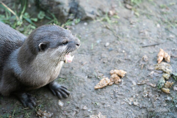 A Close Up Of An Otter With Its Mouth Open
