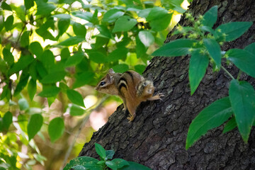 chipmunk in a tree
