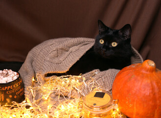 black cat with cup of marshmallow, pumpkin and garland lights