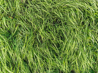 Texture, background of long, tall green grass close-up. Photography, copy space.