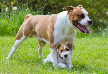 American Stafordshire Terrier and Jack Russel Terrier