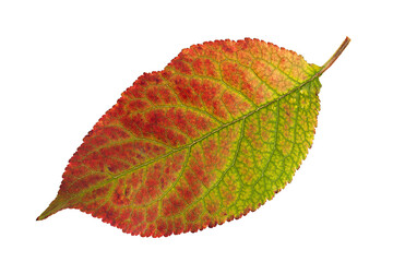Autumn plum leaf