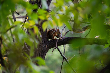 red squirrel