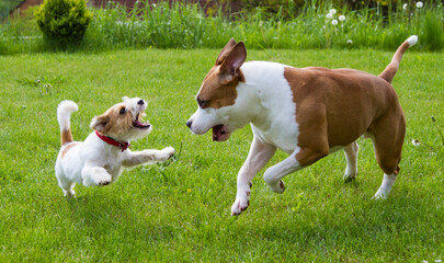 American Stafordshire Terrier and Jack Russel Terrier palying