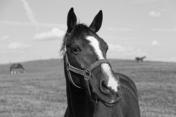 BW horse