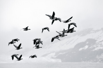 Greylag geese fly in front of Fláajökull glacial tongue, Vatnajökull