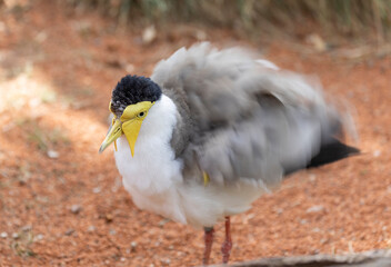 black and white bird