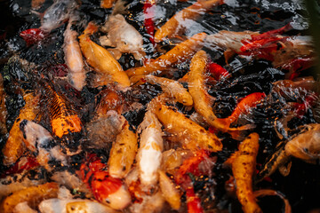 das Wasser wimmelt von Fischen