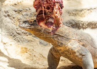 Komodo dragon at lunch