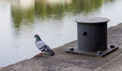 holub v př&iacute;stavu