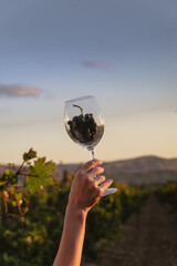 Wine glass with a bunch on the background of a vineyard at sunset