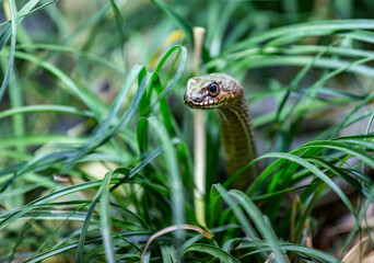 snake in the grass