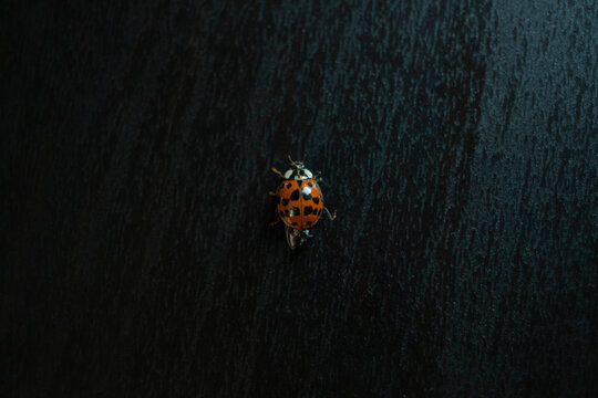 Coccinellidae, Mariquita, Vaquita de San Antonio, sobre fondo negro, de color rojo con multiples puntitos sobre sus alas.  solo insecto sin planta 