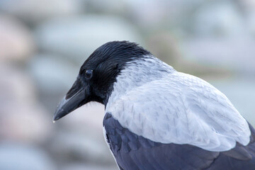 Hooded crow (Corvus cornix) in the city close-up.