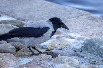 Hooded crow (Corvus cornix) in the city close-up.